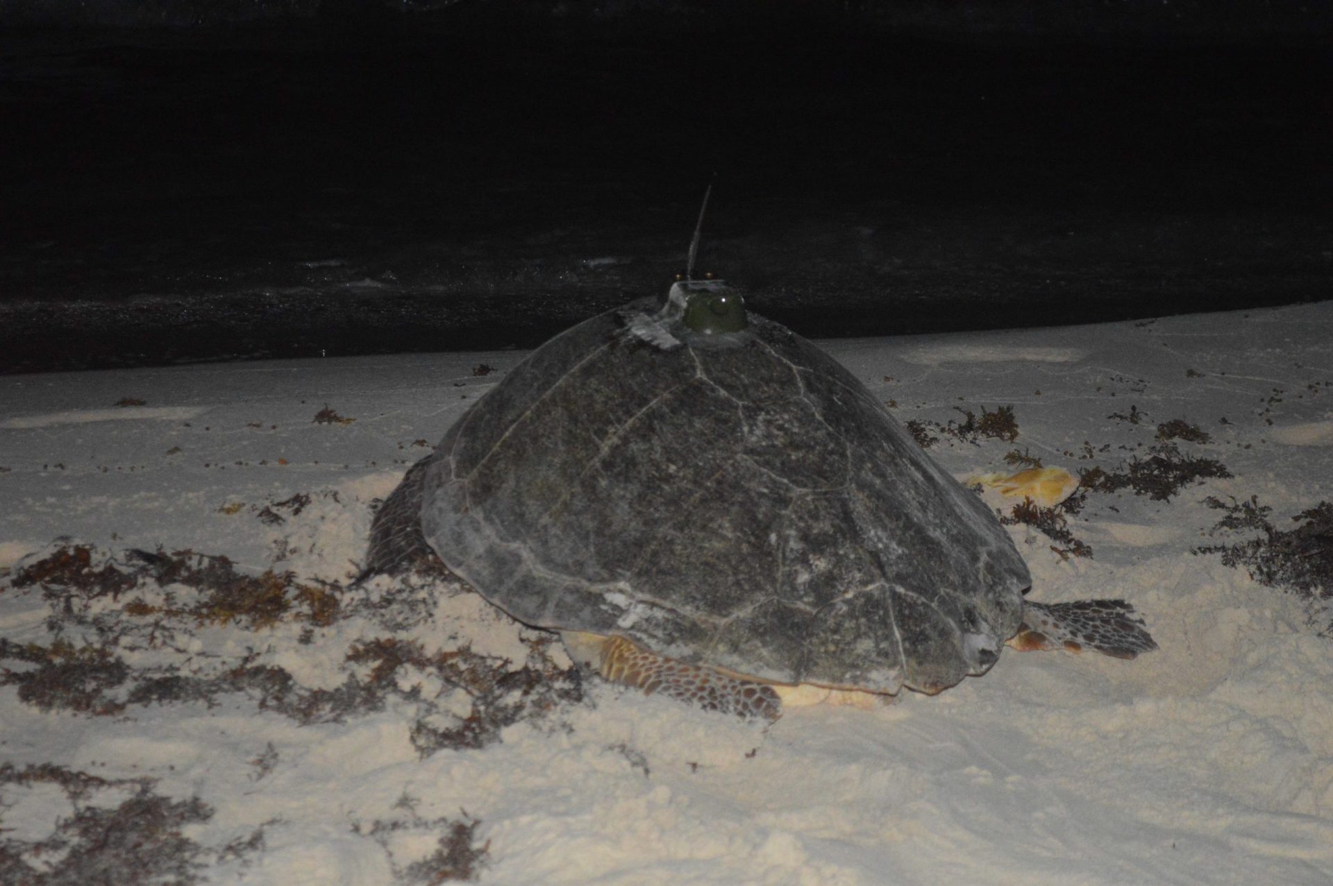 Rastreo Satelital de Tortugas Marinas