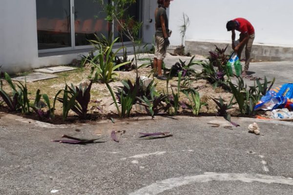 reforestacion-hospitalplaya-moce-abril21-5