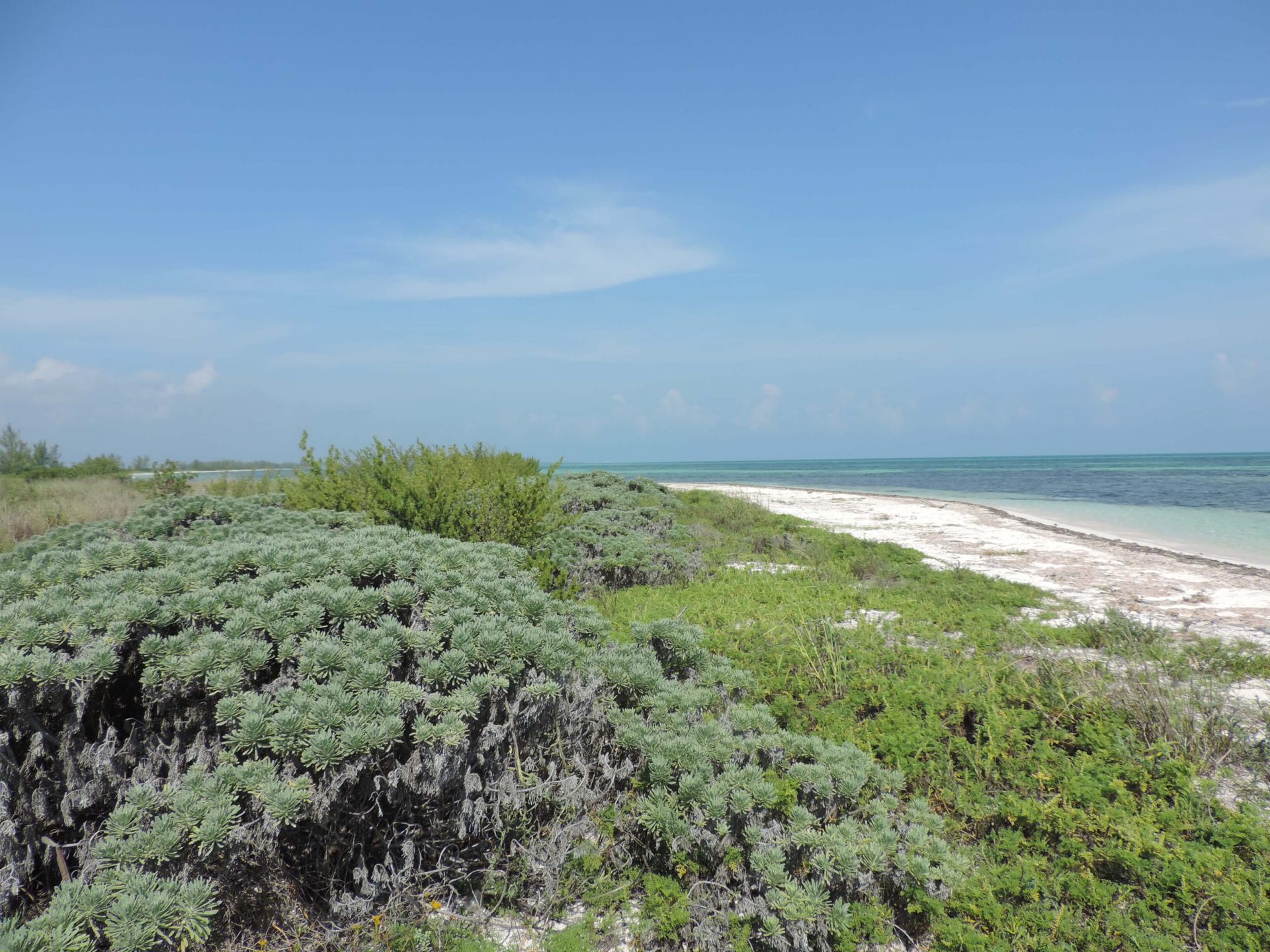 Cozumel, dunas costeras y manglares - FFCM