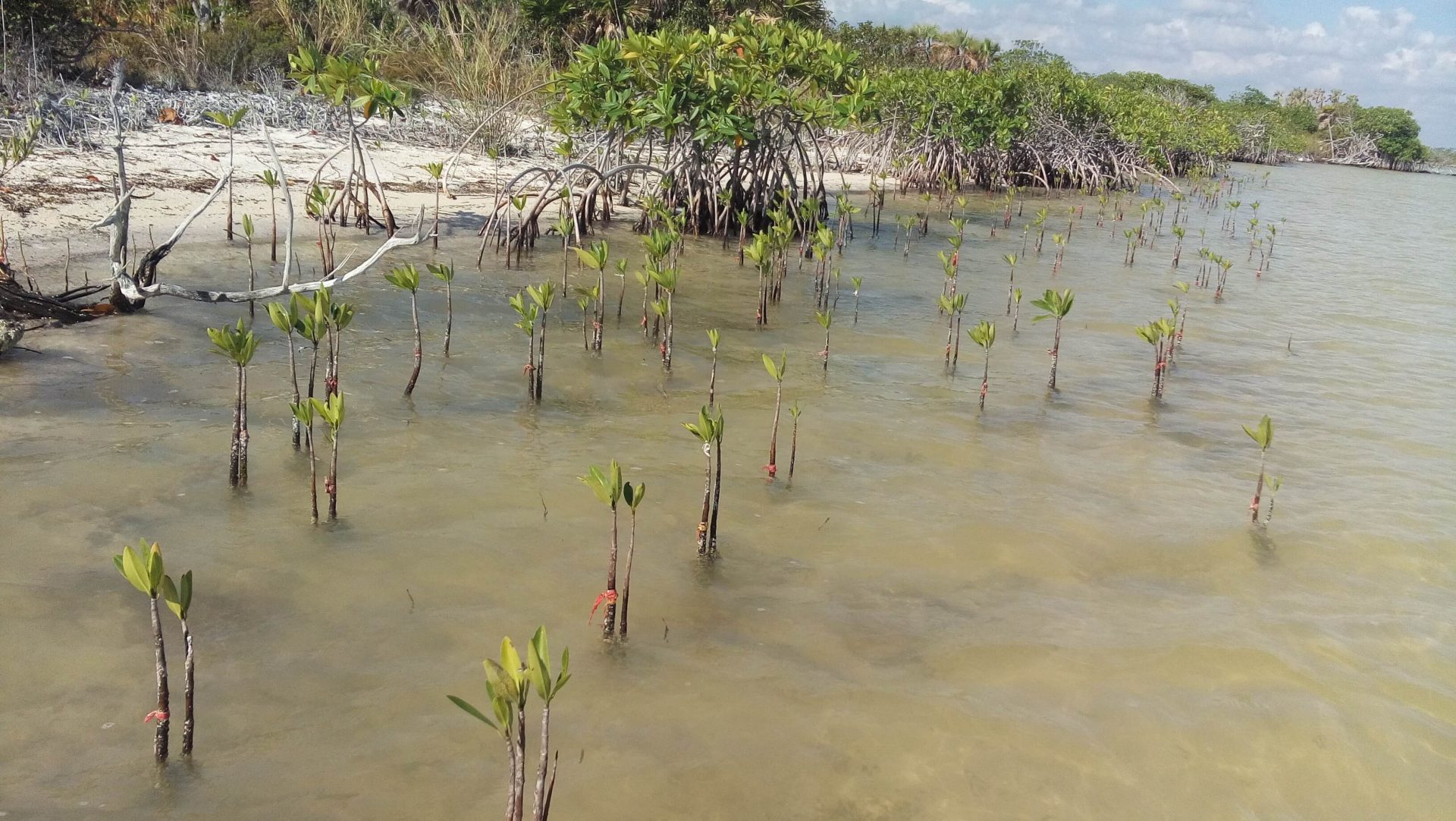 Monitoreo de especies reforestadas