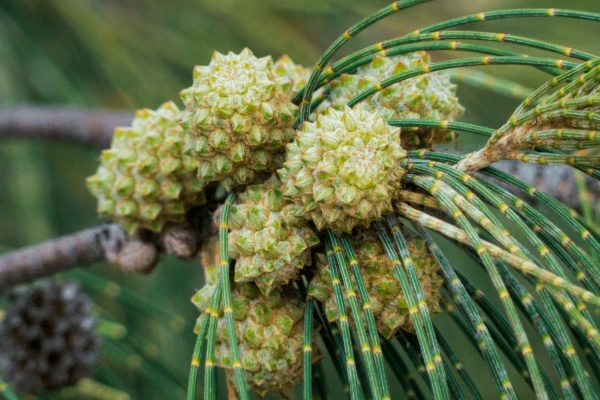 casuarina-fruto