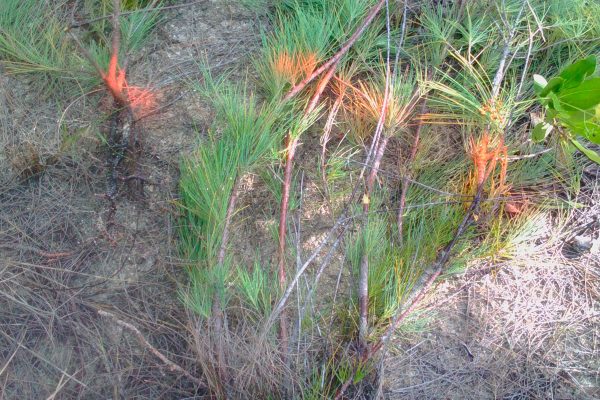 casuarina-joven