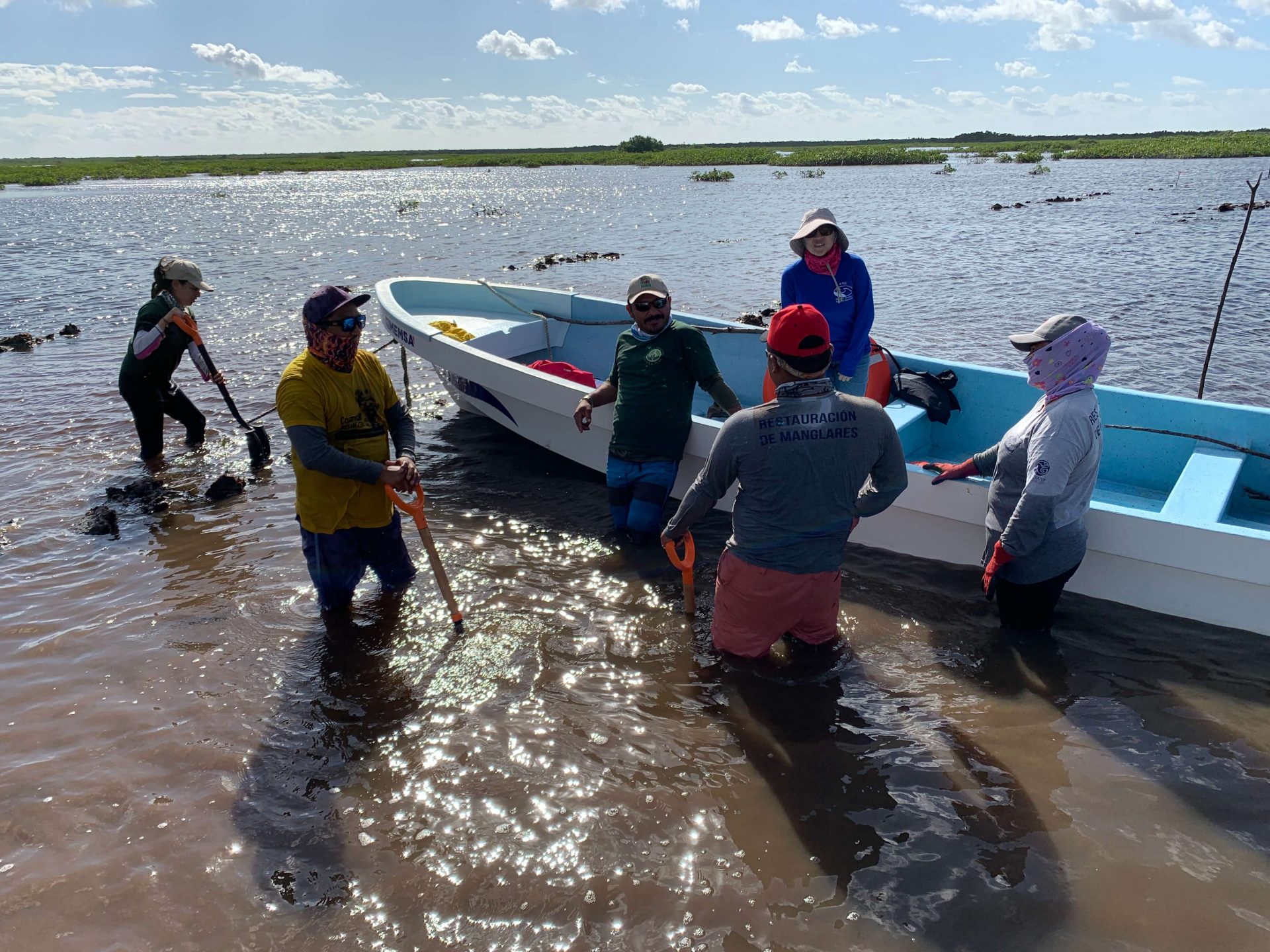 Manglares y casuarina en Cozumel 2021-2023