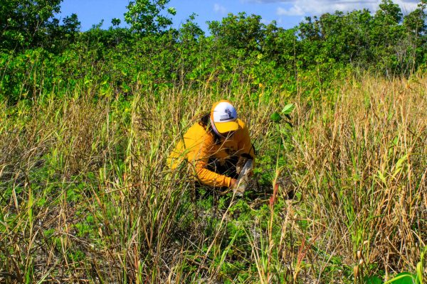 reforestacion cozumel-2022--07