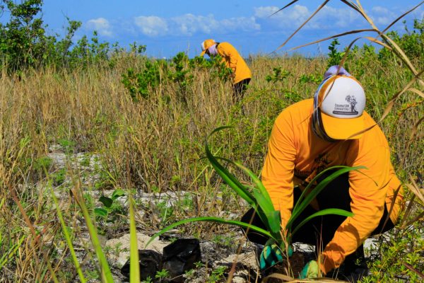 reforestacion cozumel-2022--22