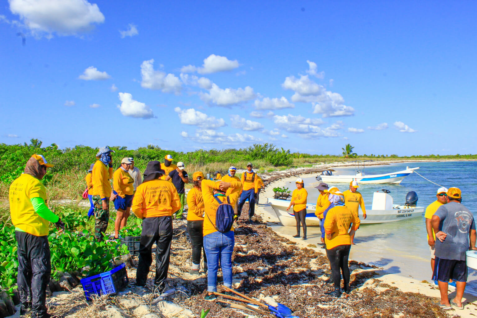 1,990 plantas de duna costera reforestadas en Cozumel - FFCM