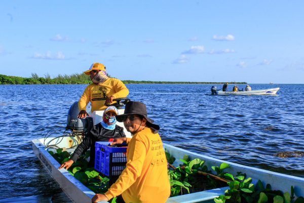 reforestacion cozumel-2022--84