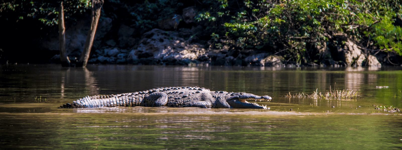 Los reptiles más grandes del Planeta