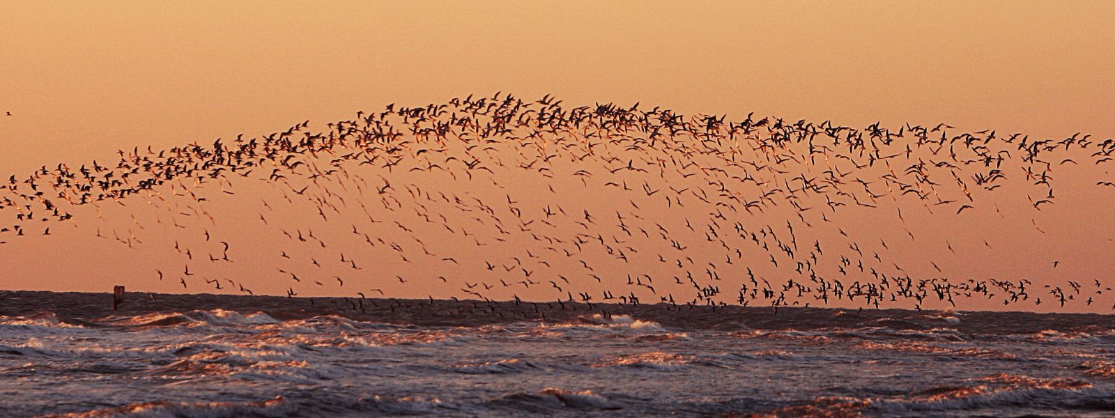 Las aves conectan el mundo