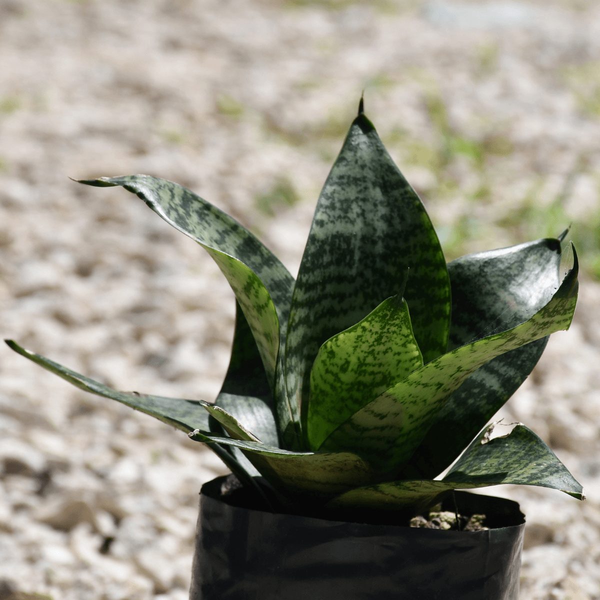 Sansevieria o lengua de vaca: ¿Cómo sembrar esta planta medicinal?