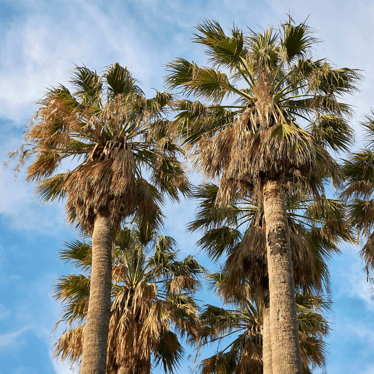 Palma washingtonia FFCM