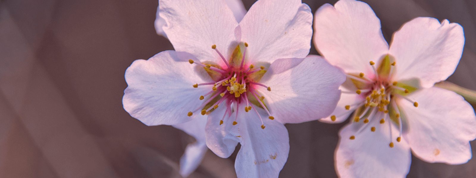 Comienzo de la primavera FFCM