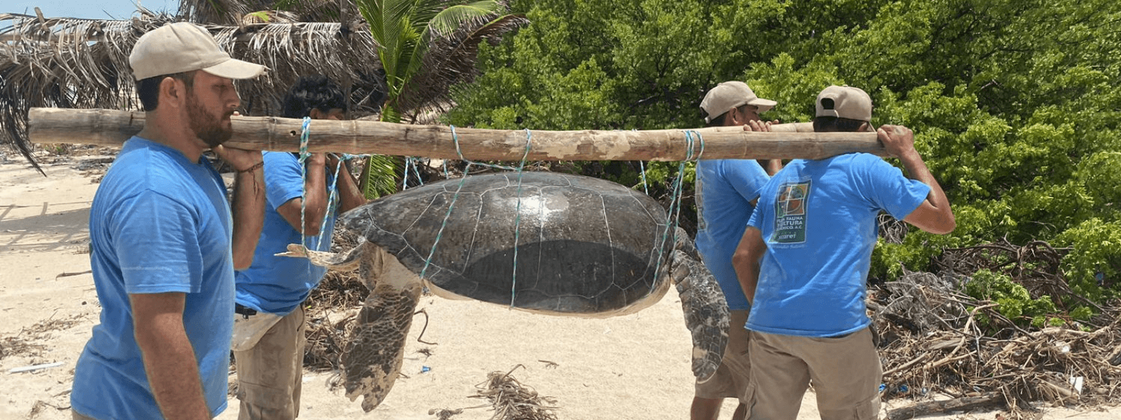 Rescate en Sian Ka’an de una tortuga marina gravemente herida