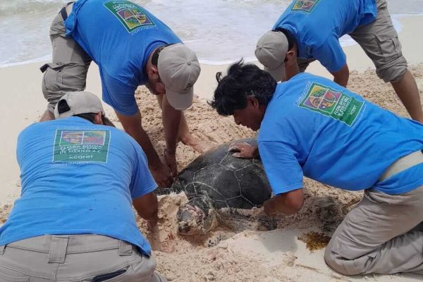 rescate-tortuga-caapechen-2024-07-10-2