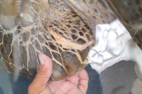 rescate-tortuga-caapechen-2024-07-10